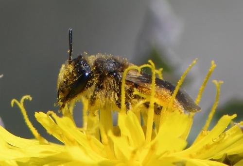 Andrena sp.